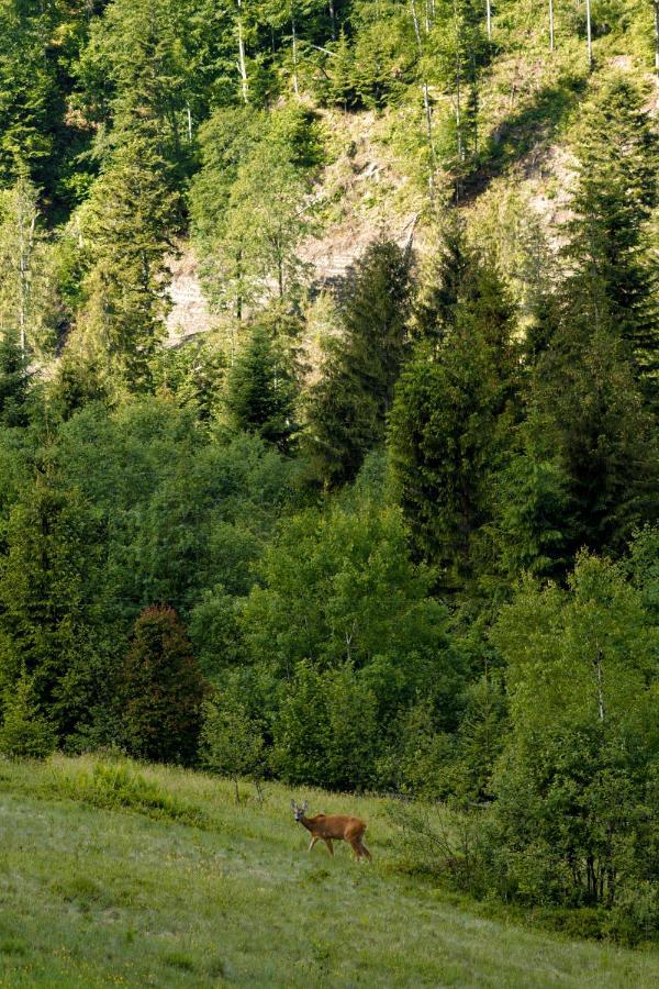 Медовий Двір Rozhanka Nizhnyaya Exteriér fotografie